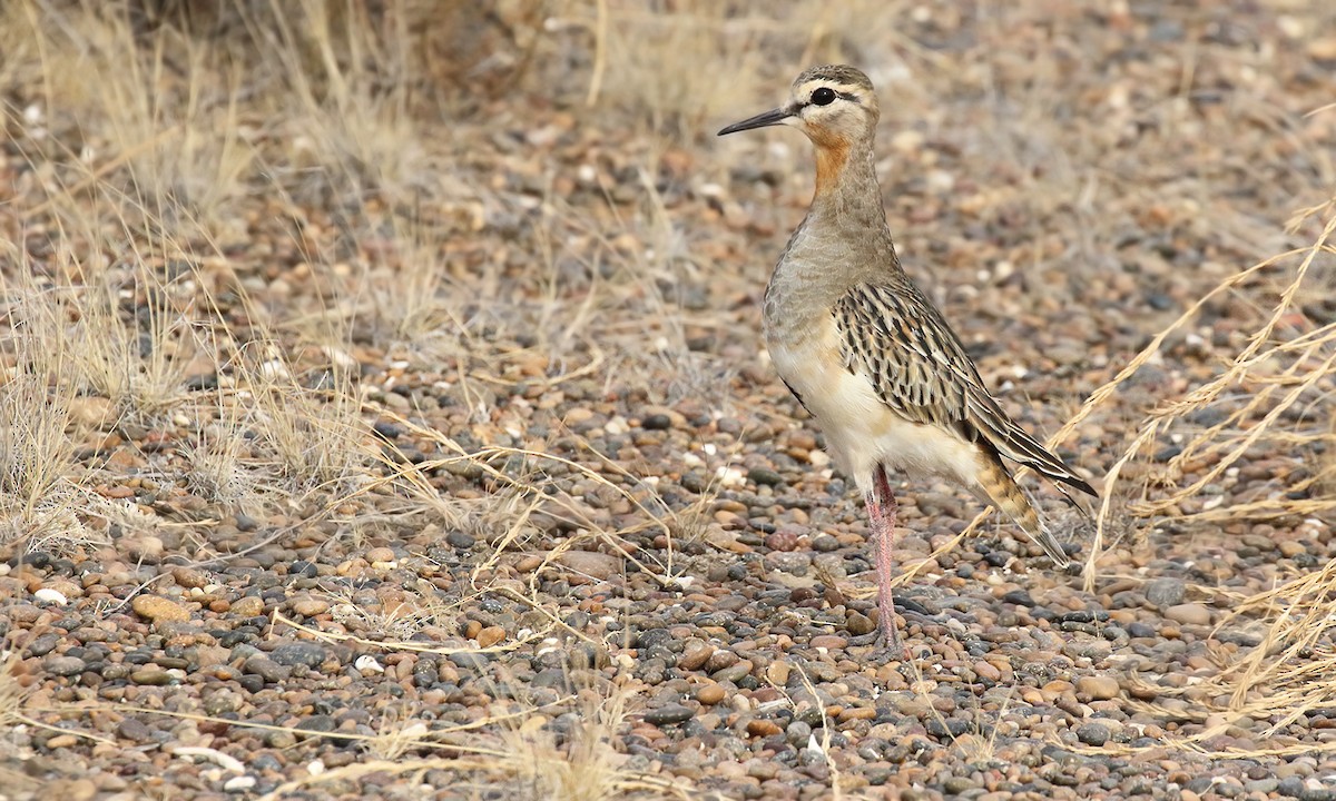 Tawny-throated Dotterel - ML572102211