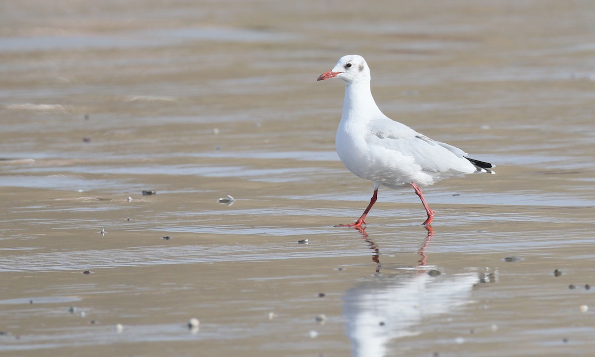 Brown-hooded Gull - Adrián Braidotti