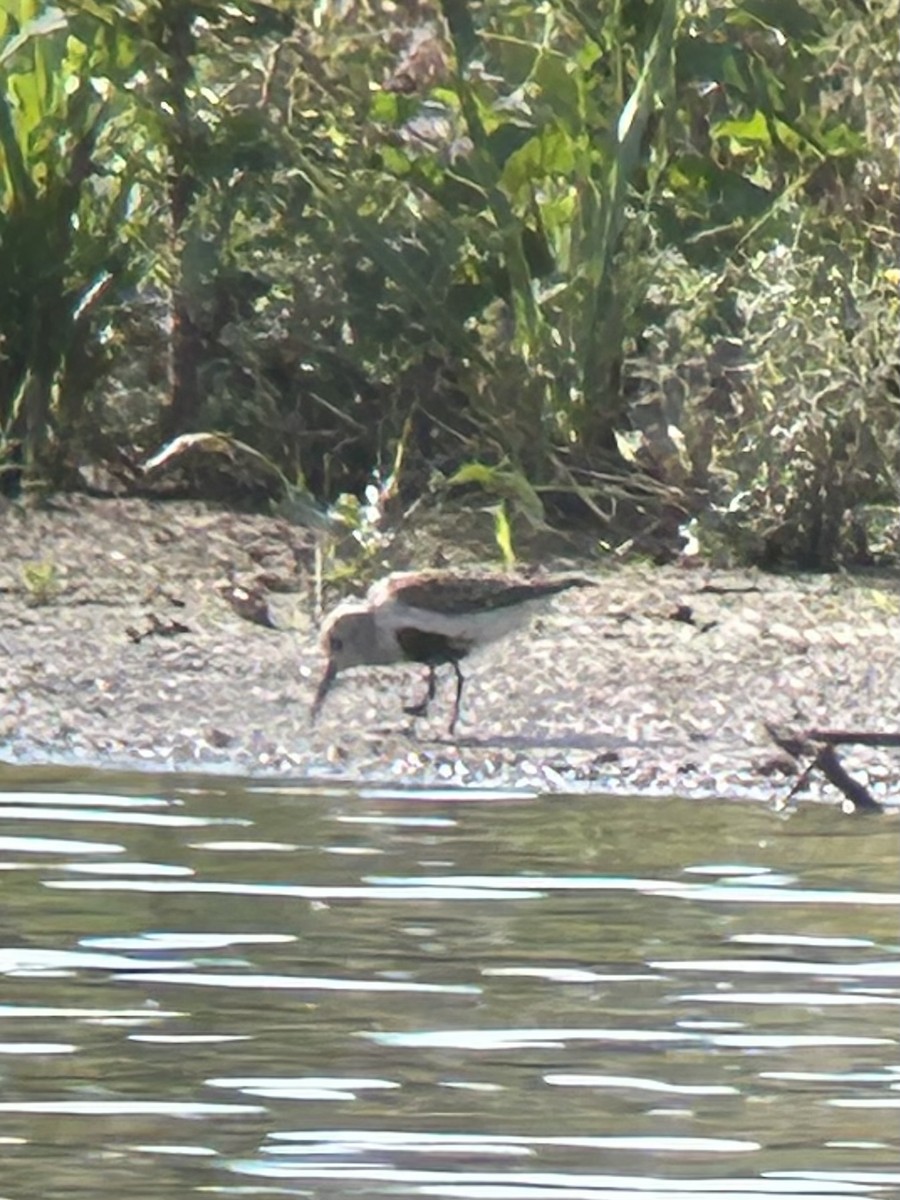 Dunlin - ML572104361