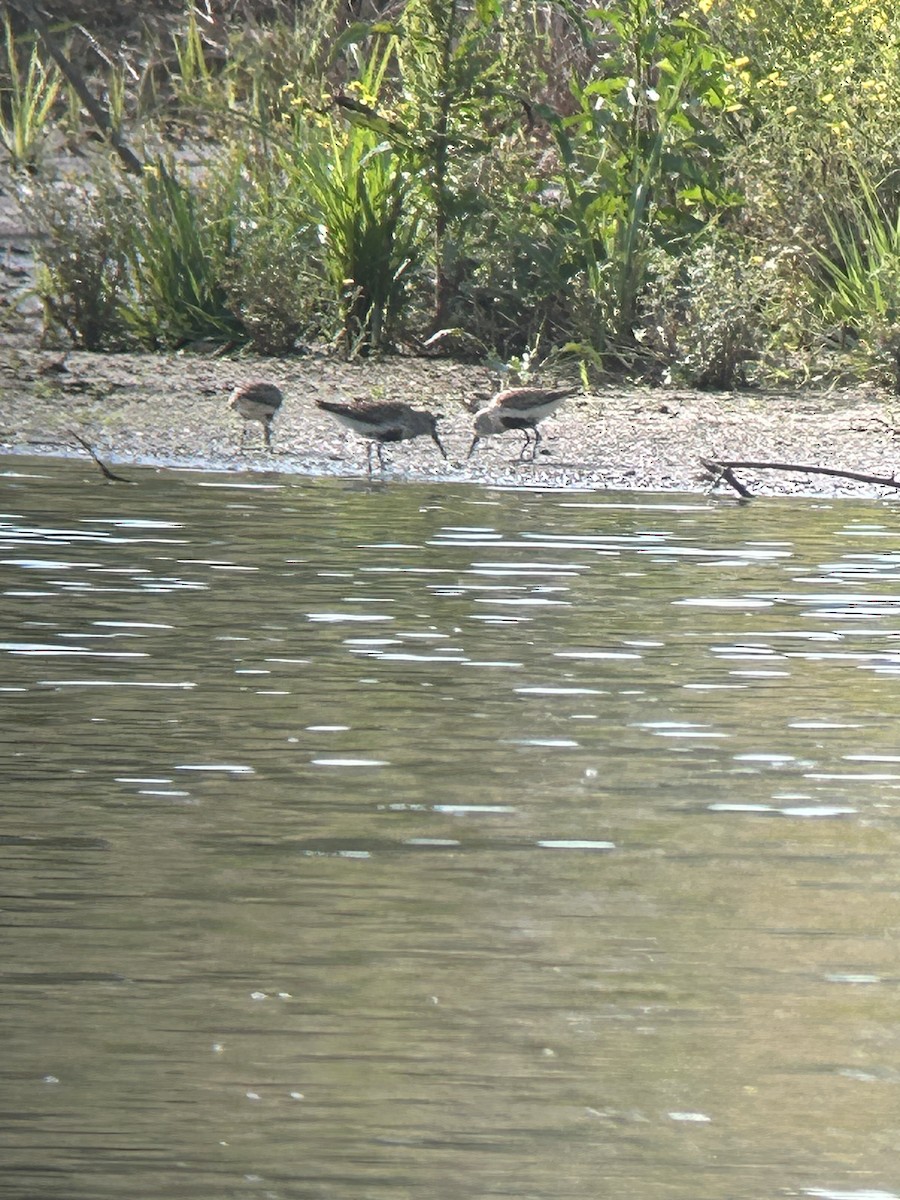 Dunlin - ML572104371