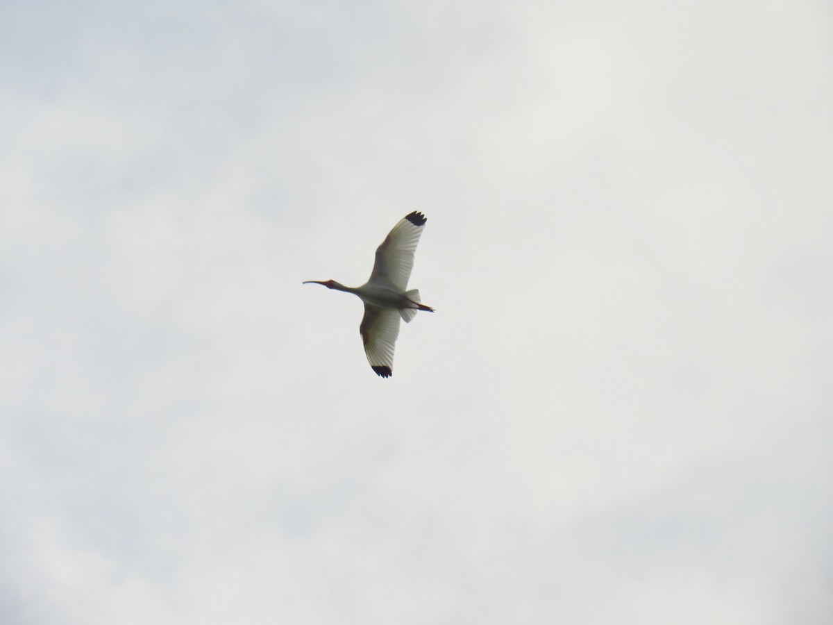 White Ibis - ML572104631