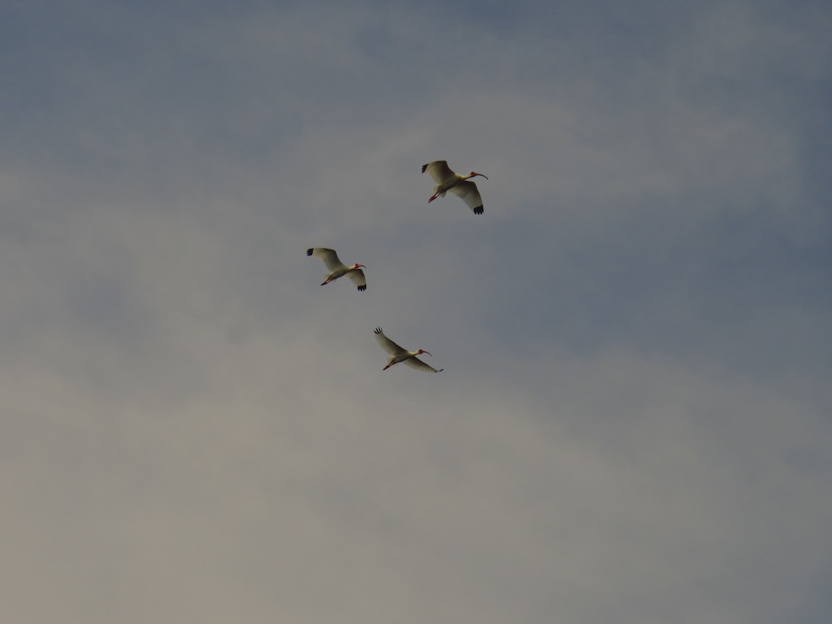 White Ibis - ML572104641