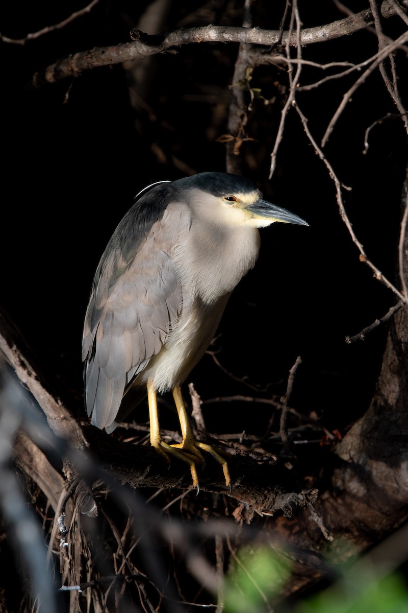 Black-crowned Night Heron - ML572104921