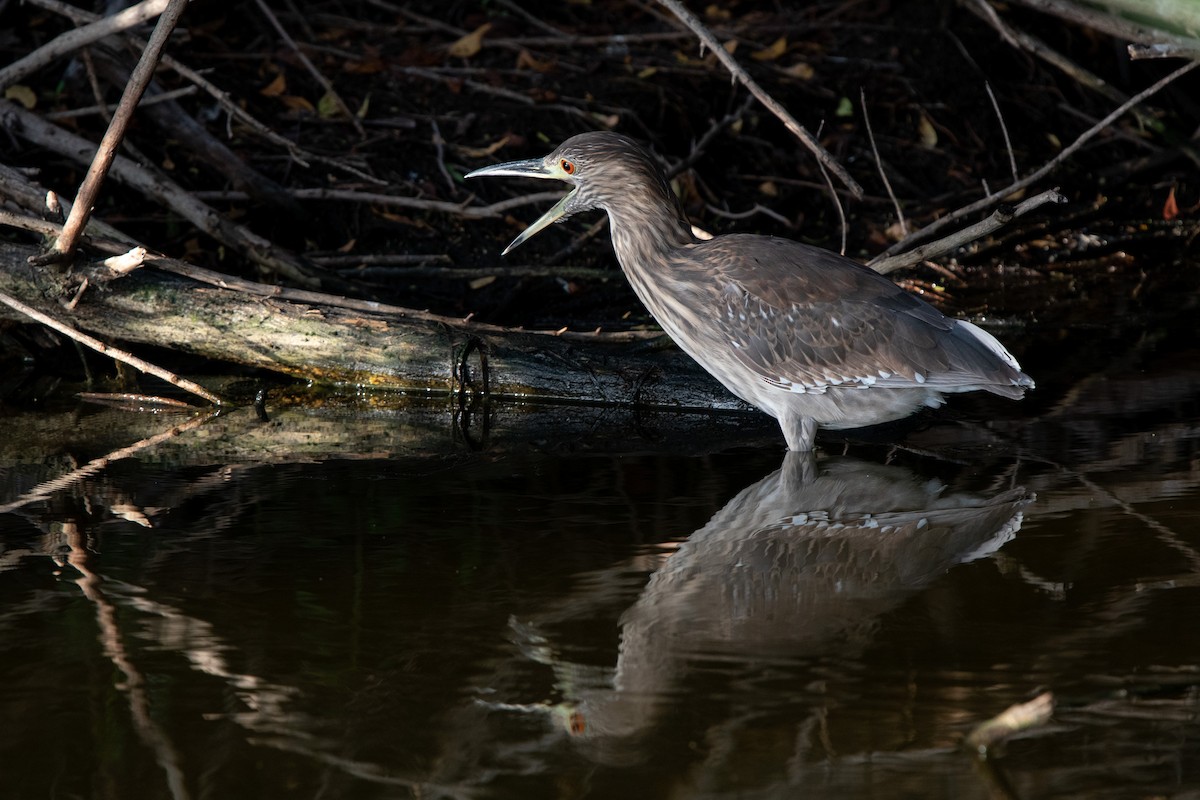 Black-crowned Night Heron - Kim Hewitt