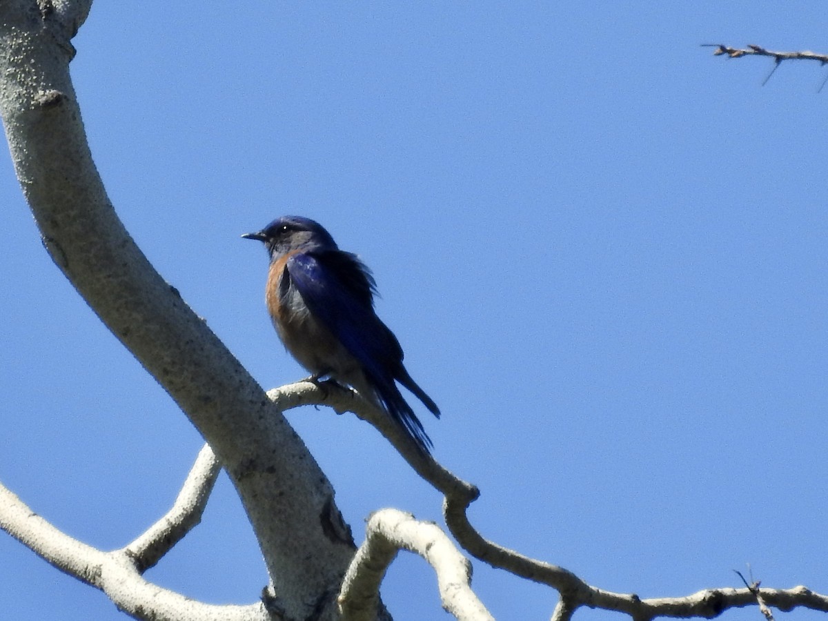 Western Bluebird - Pauline Sterin