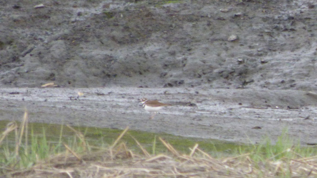 Killdeer - ML57210621