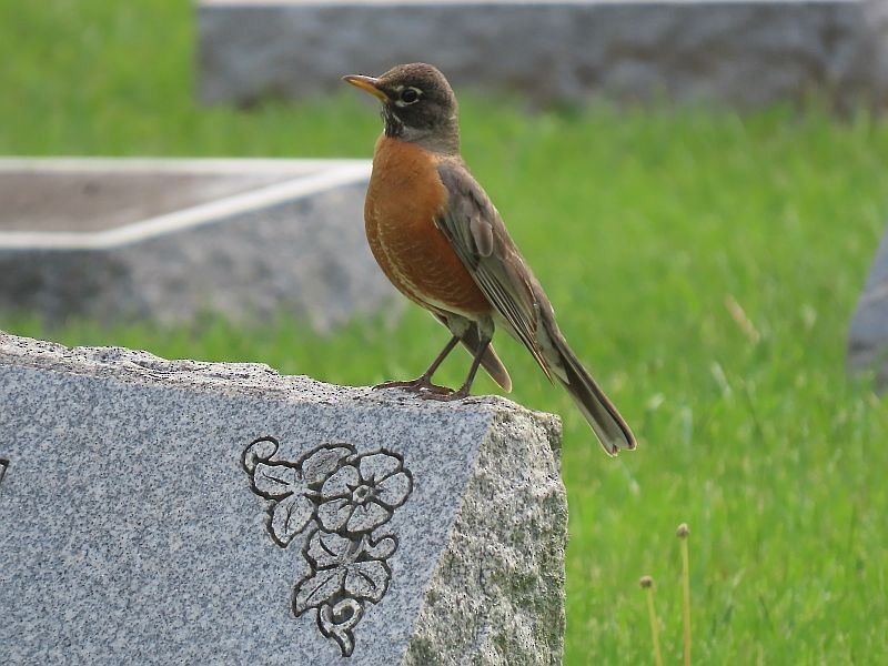 American Robin - Tracy The Birder