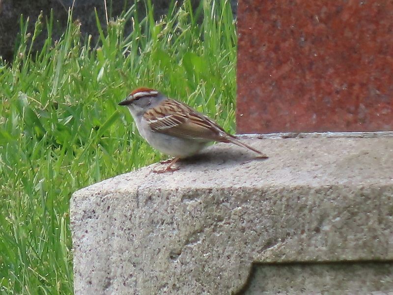 Chipping Sparrow - Tracy The Birder