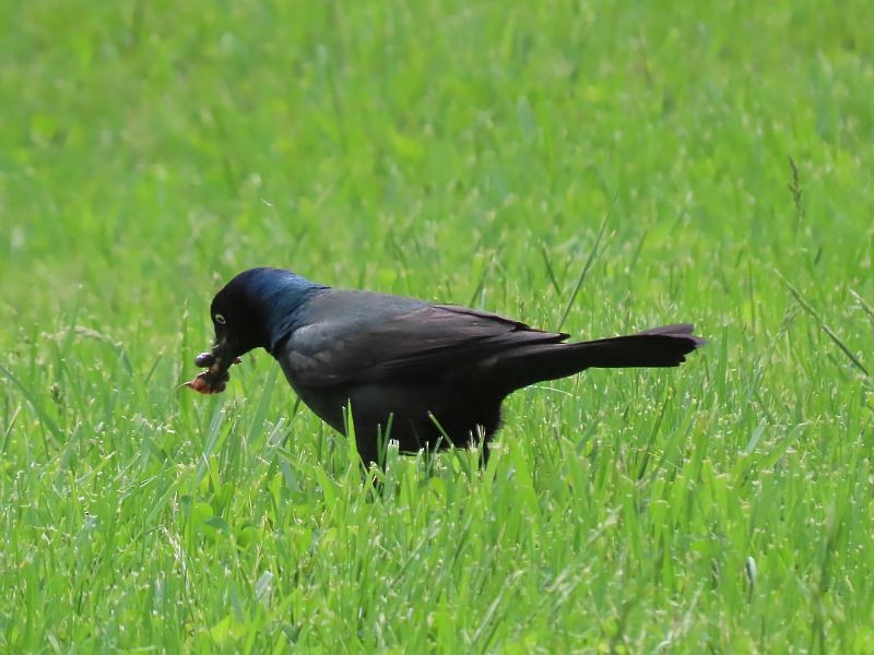 Common Grackle - ML572107421