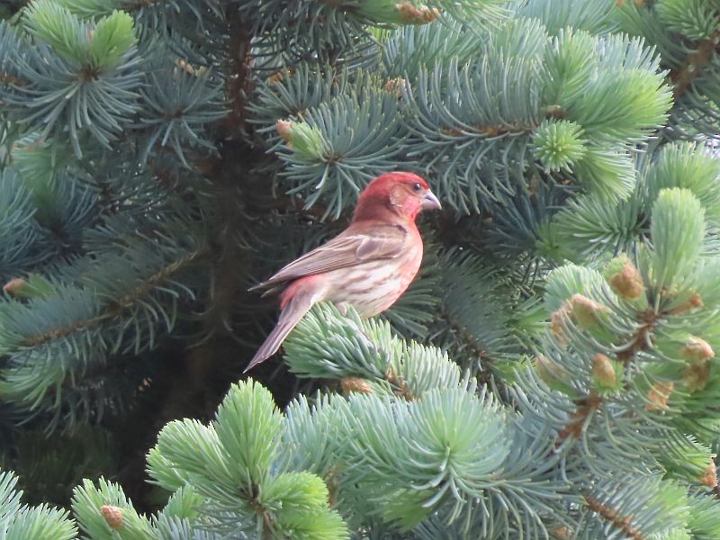 House Finch - Tracy The Birder