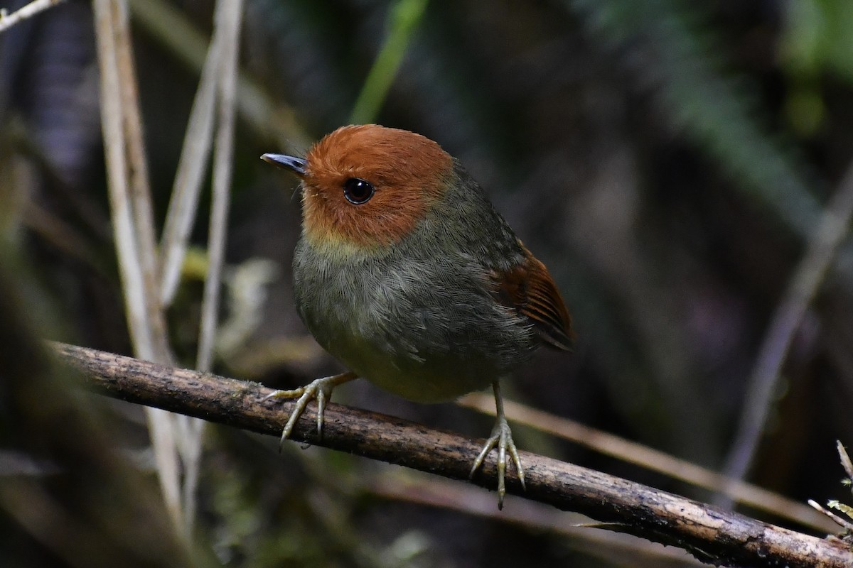 Rufous-headed Pygmy-Tyrant - Santiago Dueñas Trejo