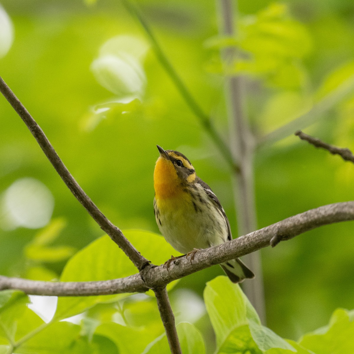 Blackburnian Warbler - Graham Deese