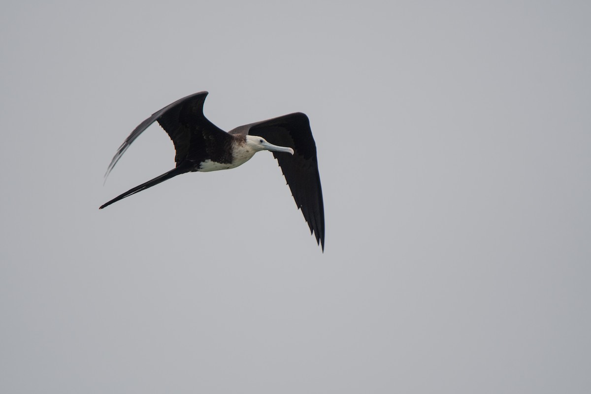 Magnificent Frigatebird - ML572108131