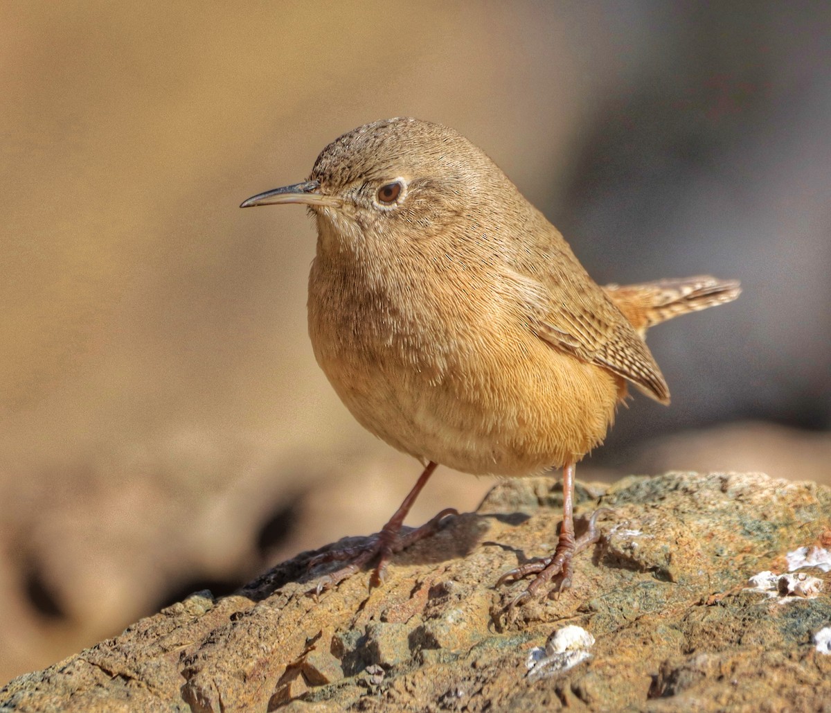 House Wren - ML572108361