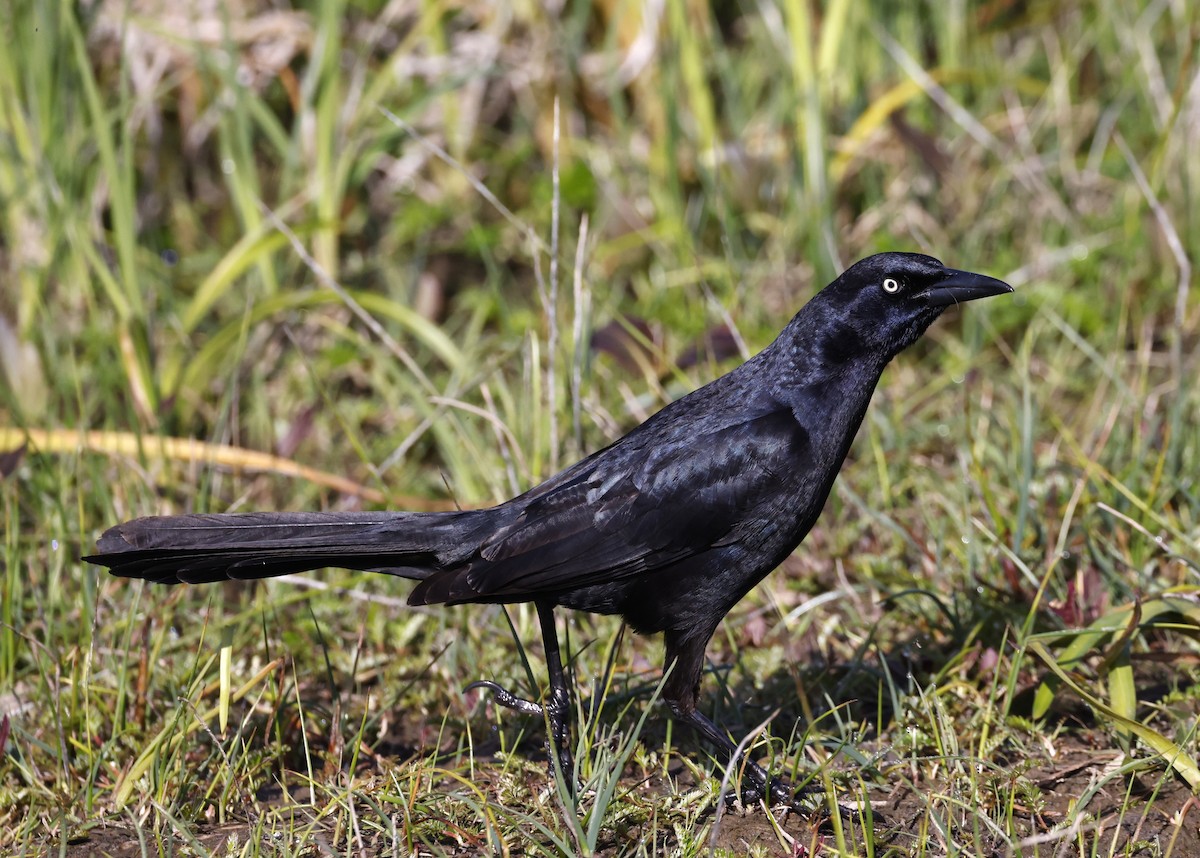 Great-tailed Grackle - ML572108411