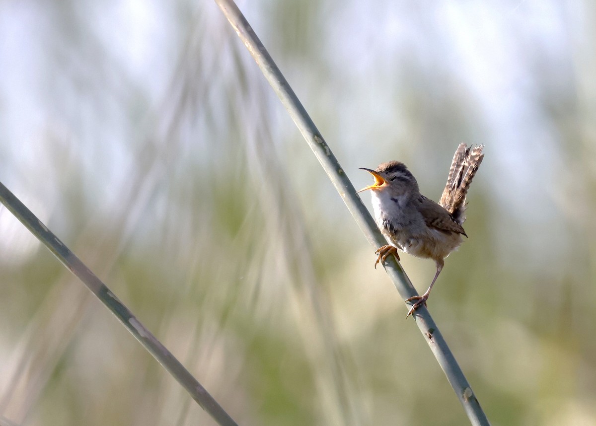 Marsh Wren - ML572108671