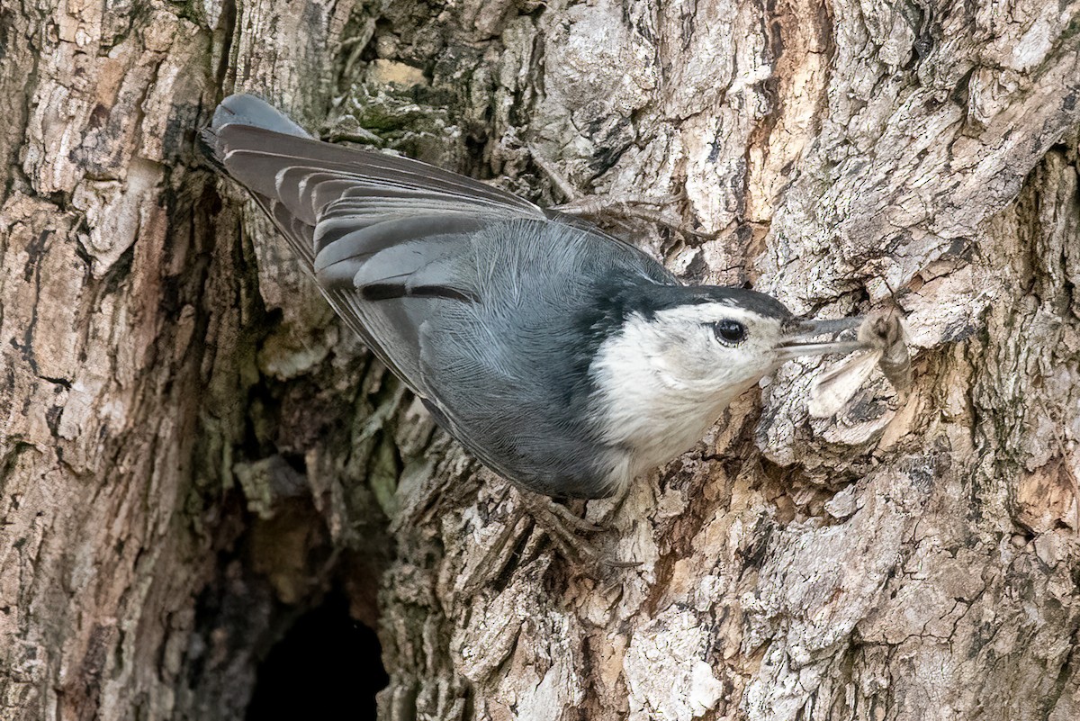 White-breasted Nuthatch - ML572110891