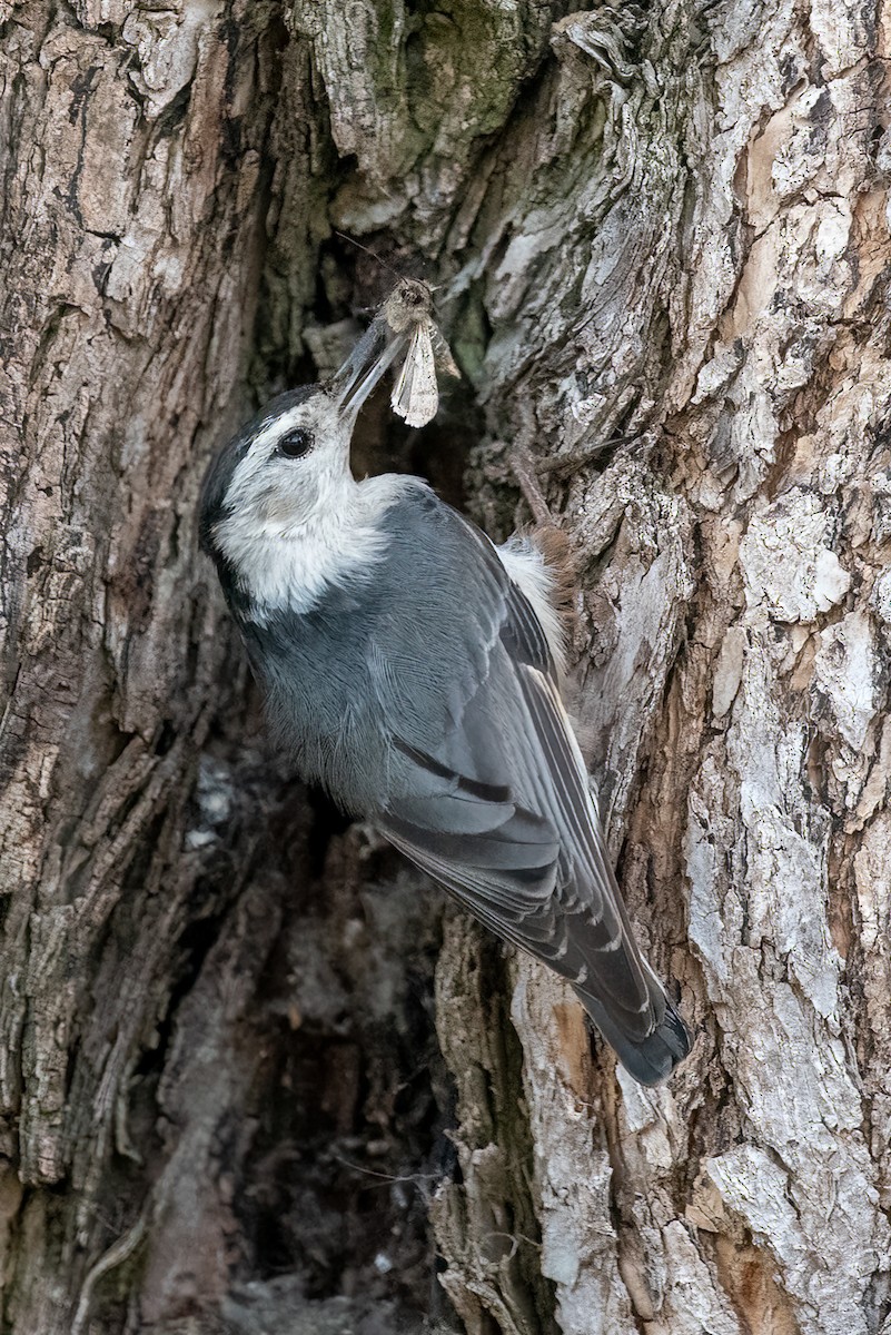 White-breasted Nuthatch - Gizella Nyquist