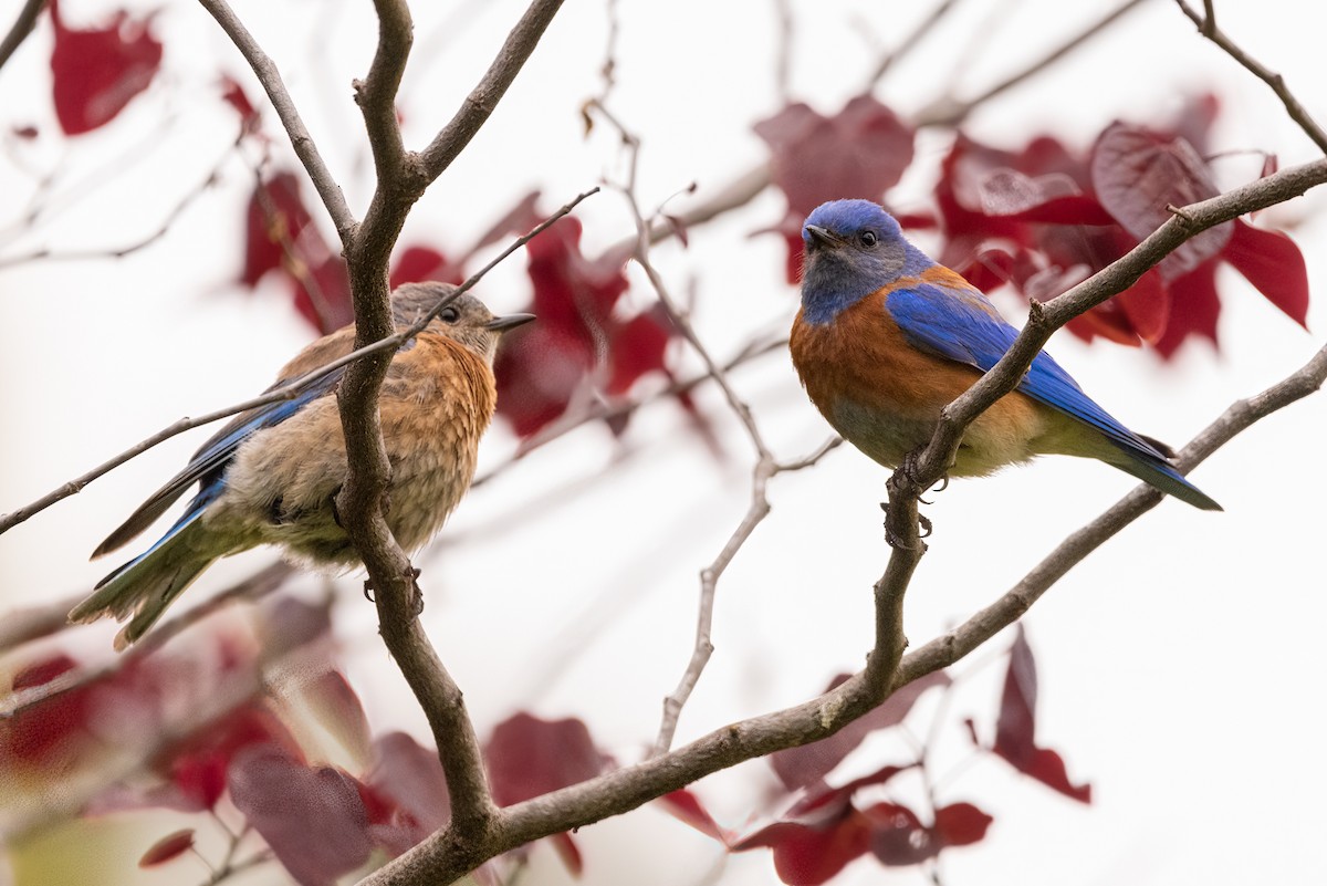 Western Bluebird - ML572111401