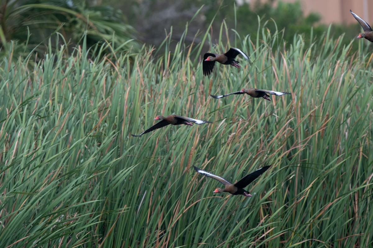 Black-bellied Whistling-Duck - ML572112031