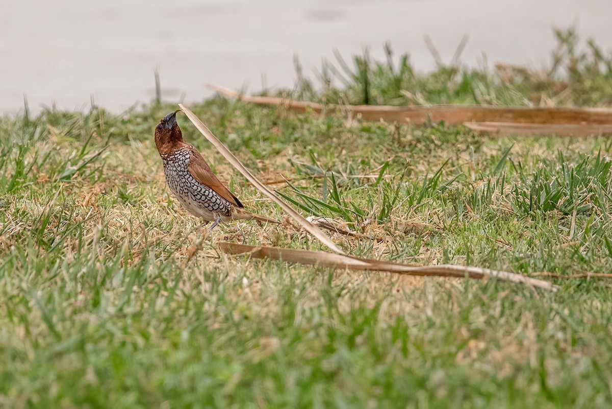 Scaly-breasted Munia - Gizella Nyquist