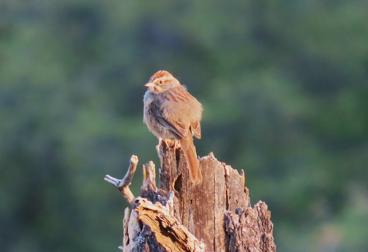 Rufous-crowned Sparrow - ML572113281