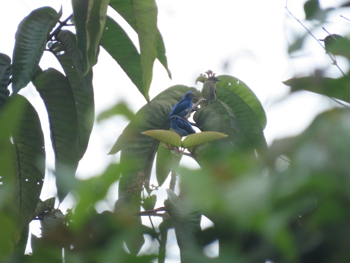 White-bellied Dacnis - ML572113851