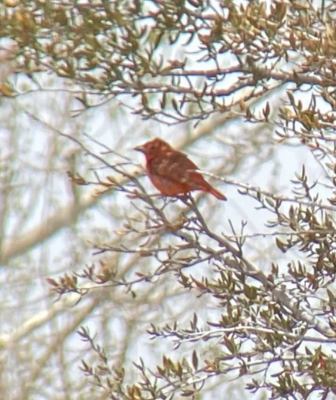 Summer Tanager - ML572114481