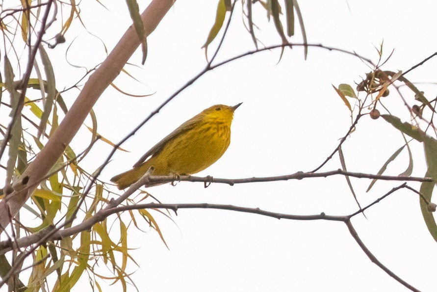 Yellow Warbler - Gizella Nyquist