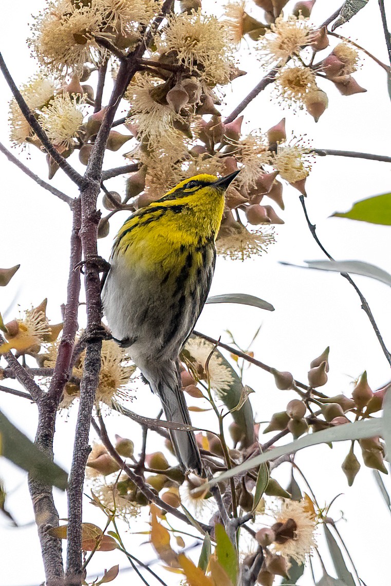 Townsend's Warbler - ML572114931