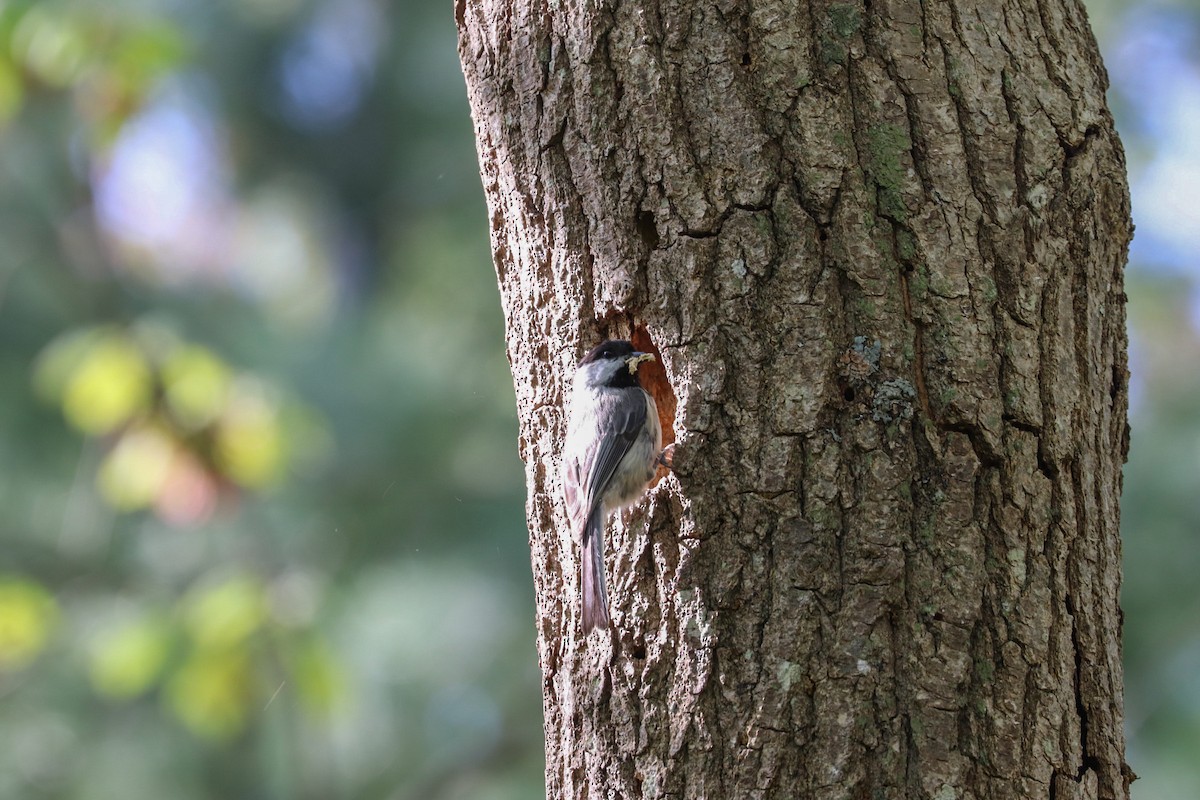 Black-capped Chickadee - MELISSA  SOVAY