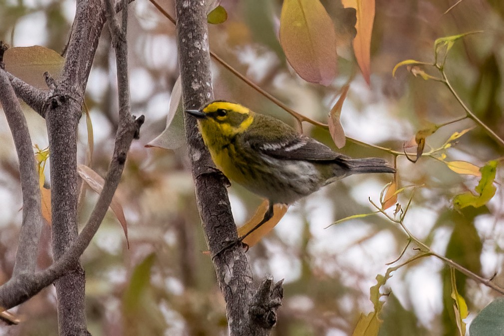 Townsend's Warbler - Gizella Nyquist