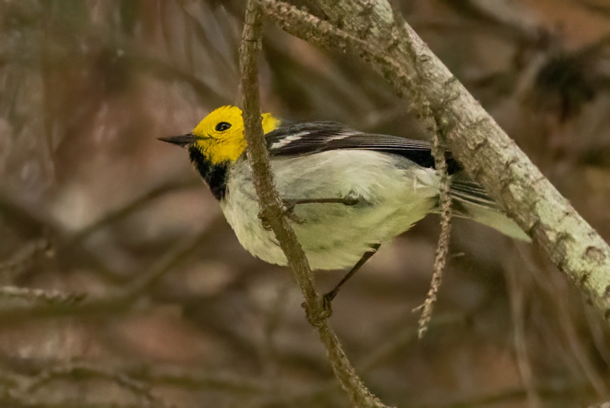 Hermit Warbler - Gizella Nyquist