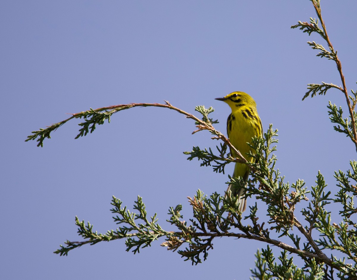 Prairie Warbler - Travis Kaye