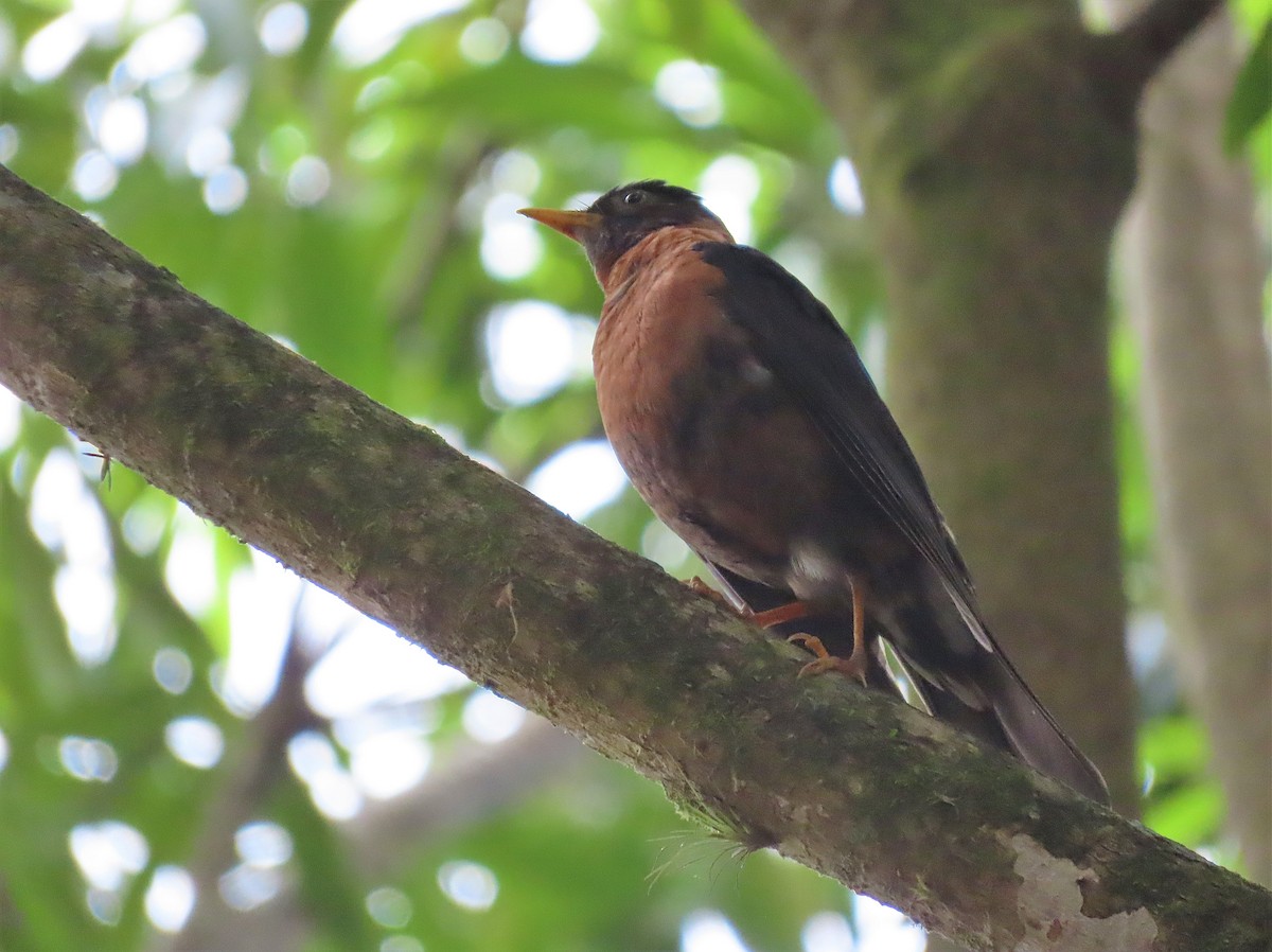 Rufous-collared Robin - ML572117311