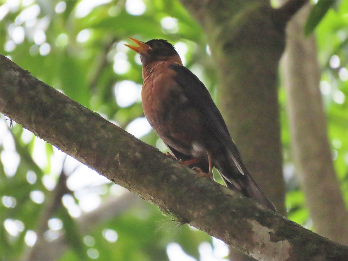 Rufous-collared Robin - ML572117331