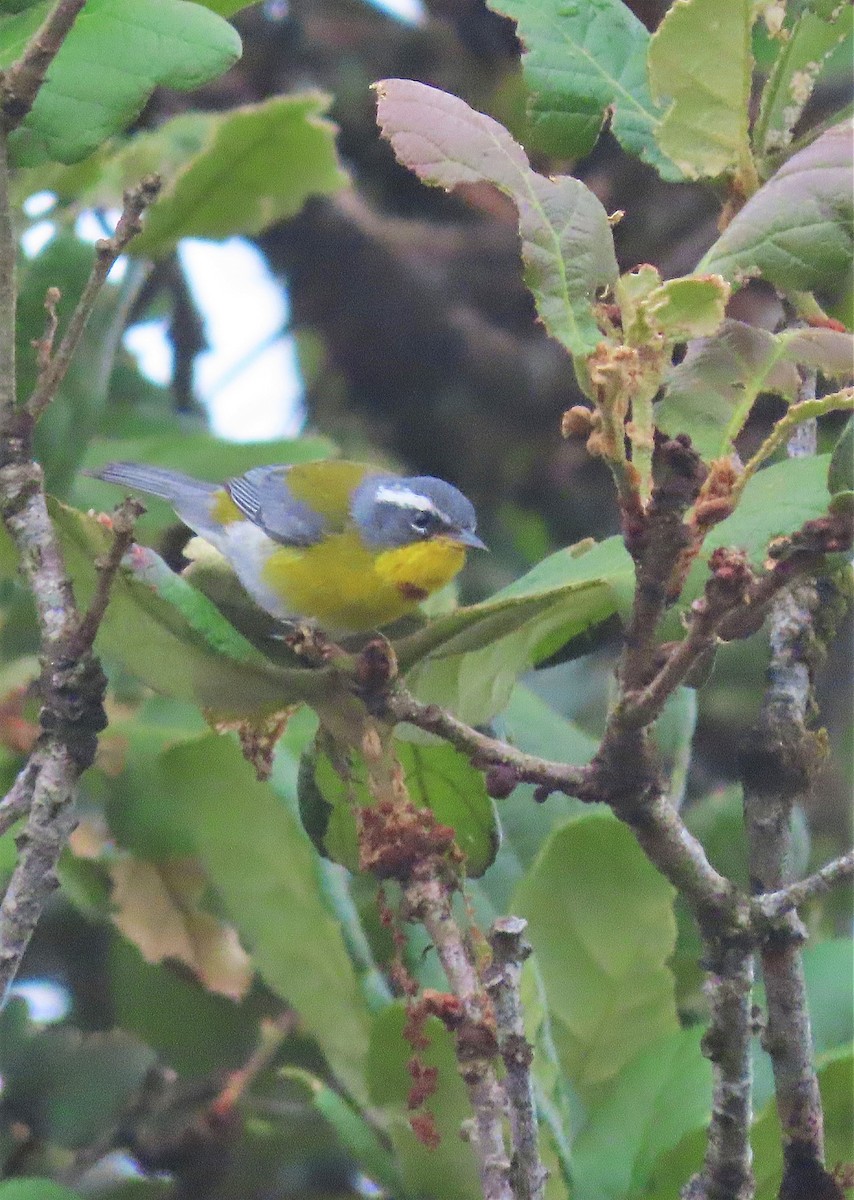 Crescent-chested Warbler - ML572117541