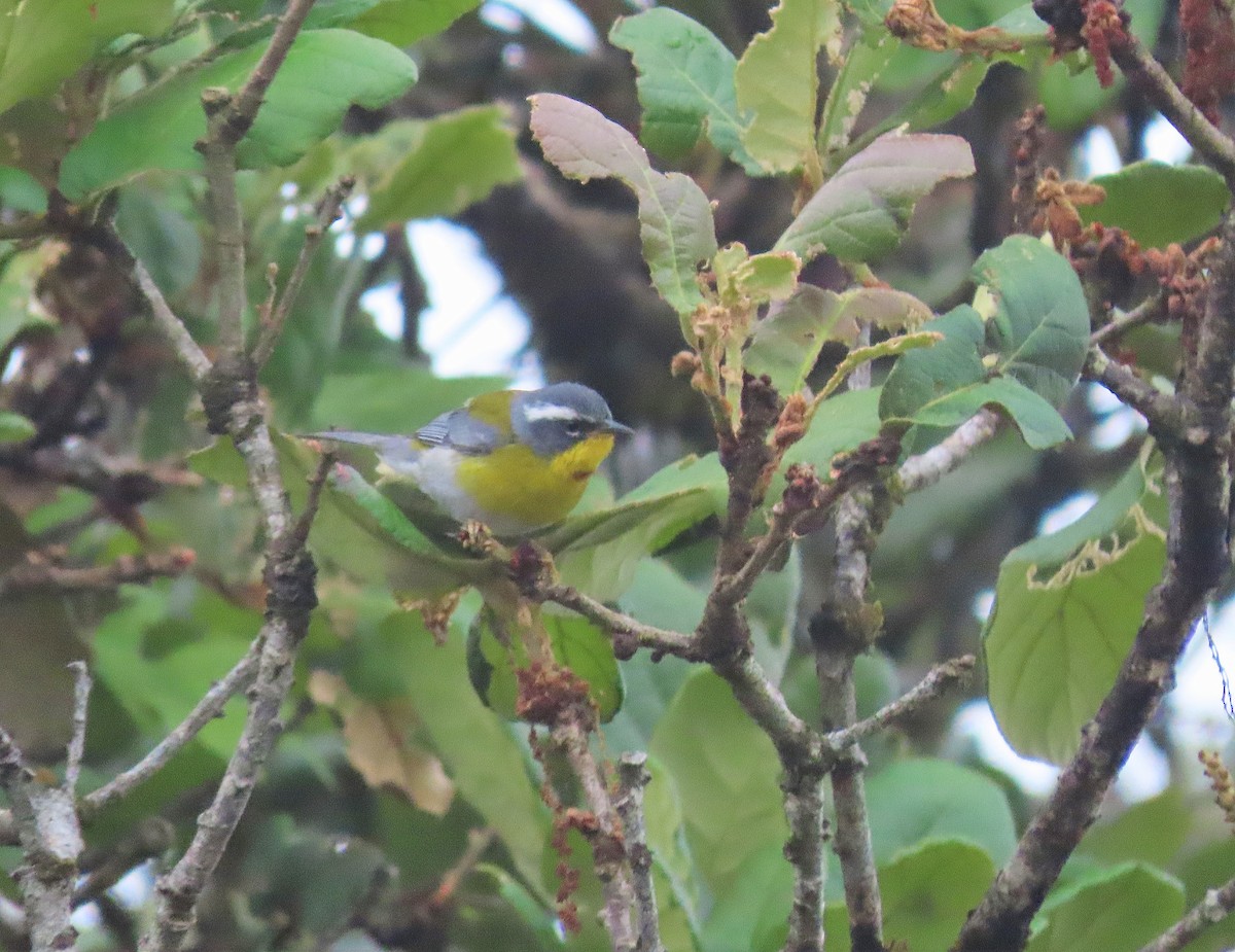 Crescent-chested Warbler - ML572117561