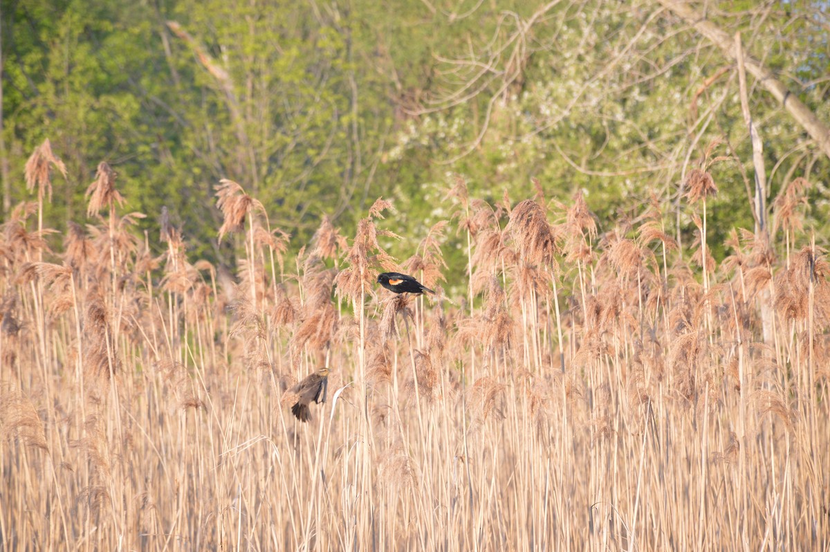 Red-winged Blackbird - ML572117951