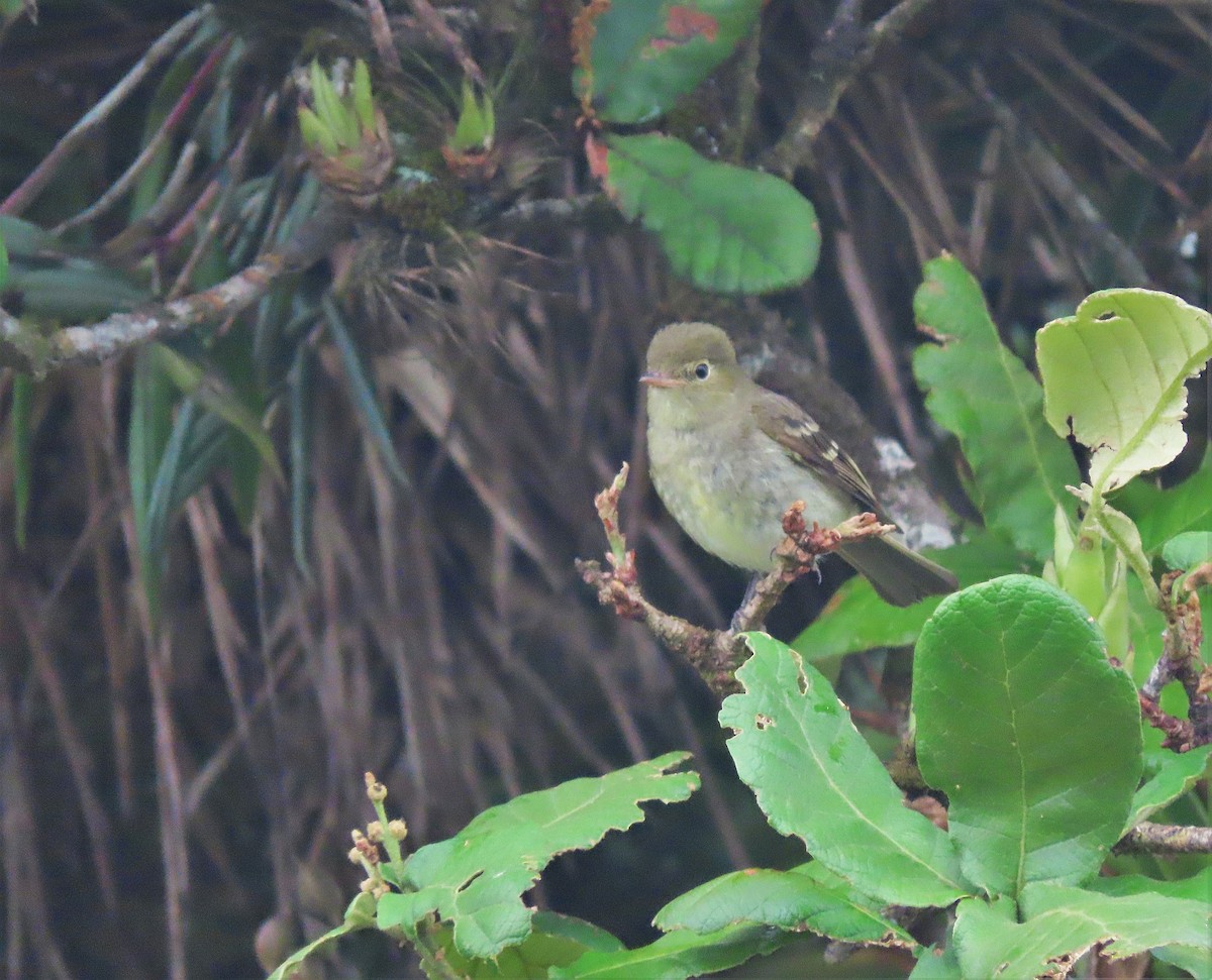 Mountain Elaenia - ML572118071