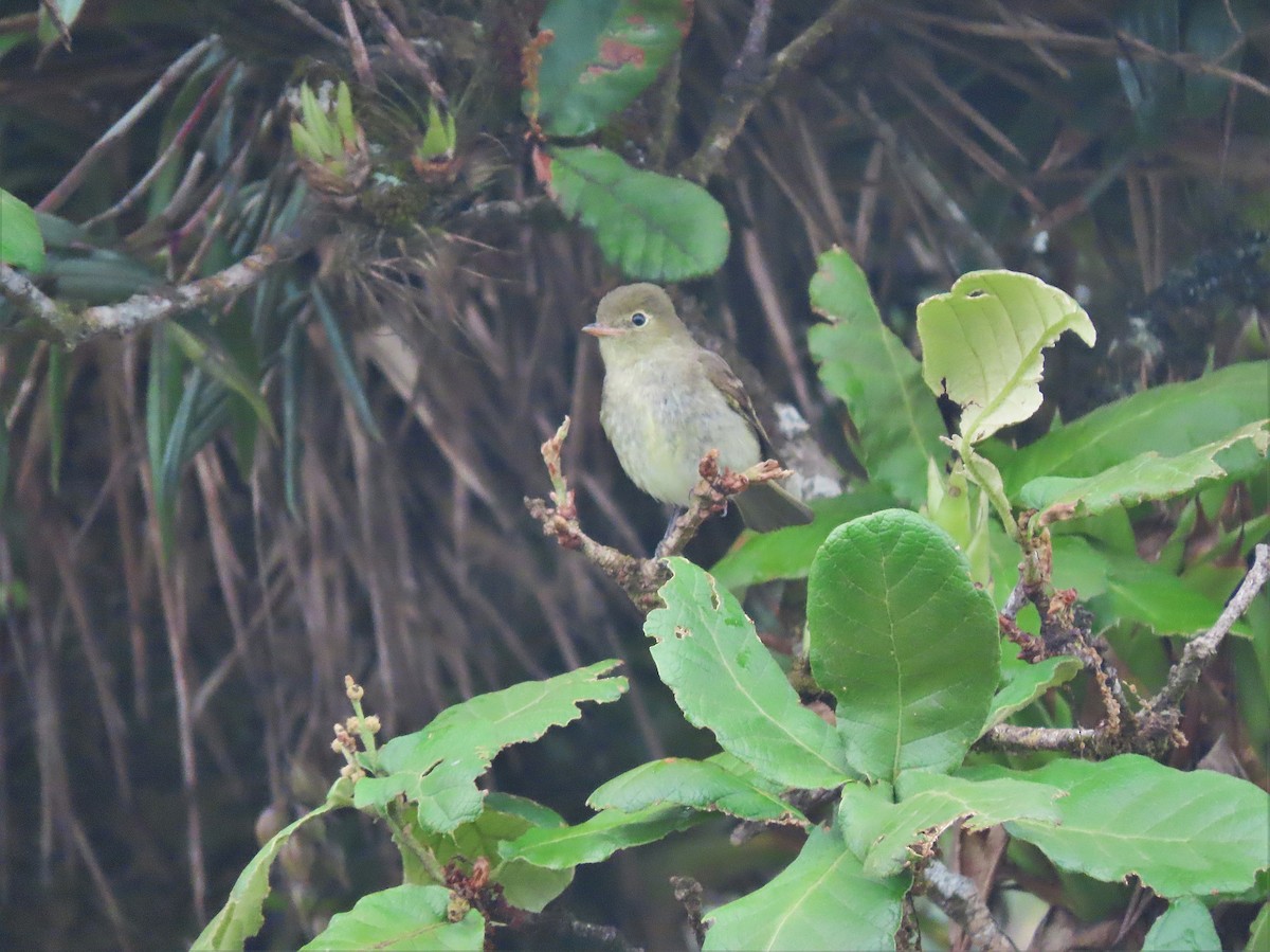 Mountain Elaenia - ML572118081