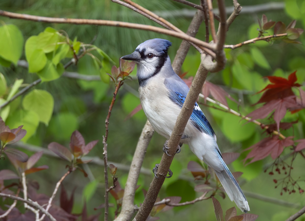 Blue Jay - Harvey Fielder