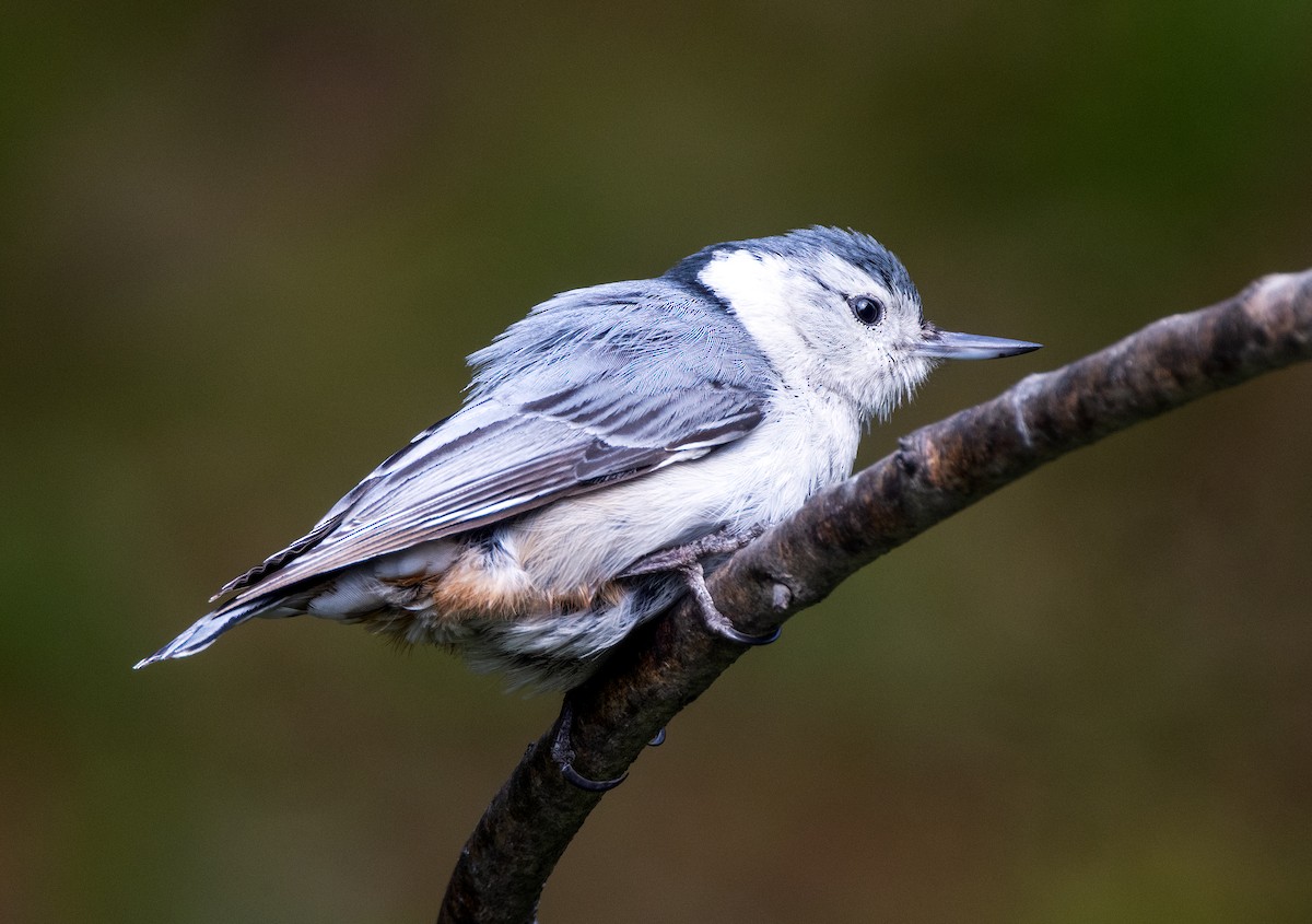 White-breasted Nuthatch - ML572118291