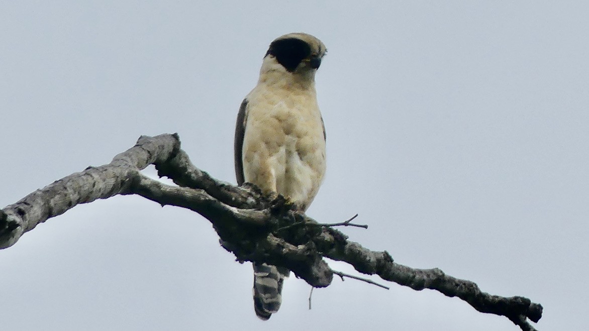 Laughing Falcon - ML572118431