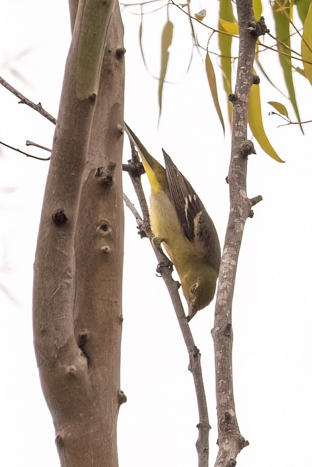 Western Tanager - ML572118981