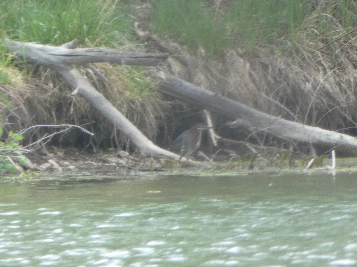 Green Heron - M Gaylord