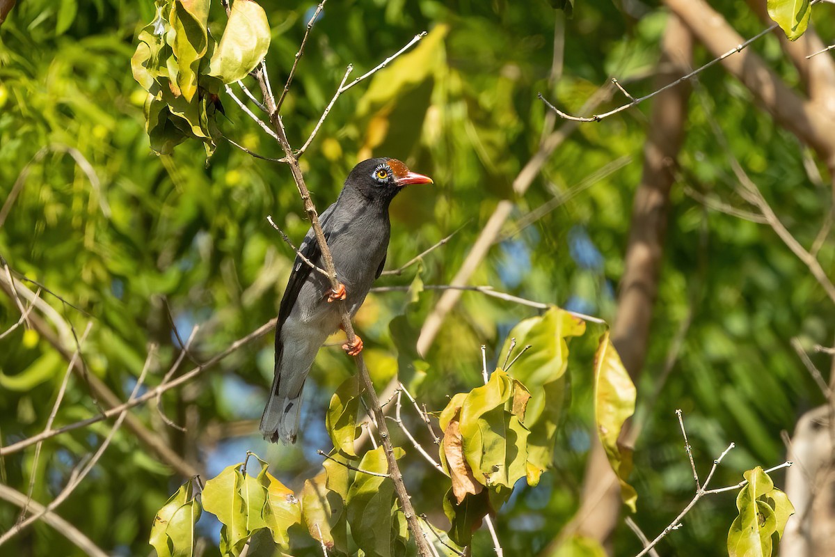 Chestnut-fronted Helmetshrike - ML572119641