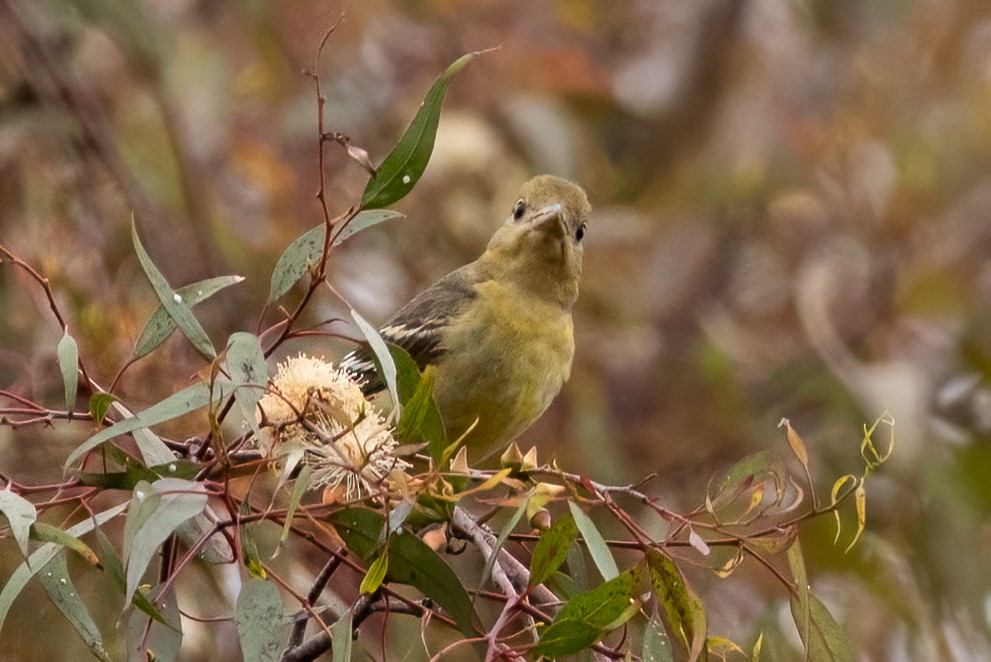 Western Tanager - Gizella Nyquist