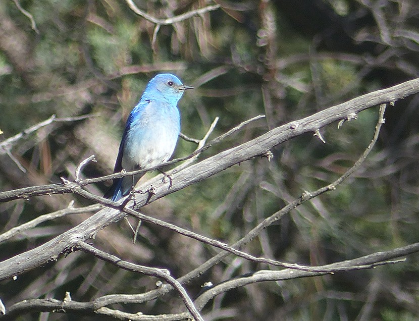 Mountain Bluebird - ML572121911