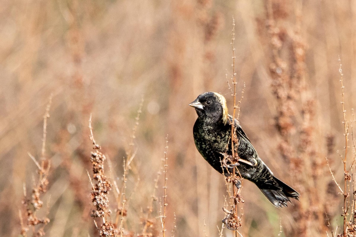 Bobolink - Brian Sullivan